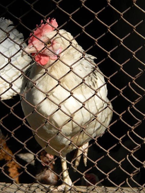 也为球迷们 也为球迷们